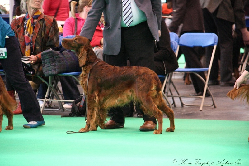 Crufts2011 632.jpg